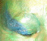 Halloween Alien Mermaid Makeup Kit Green